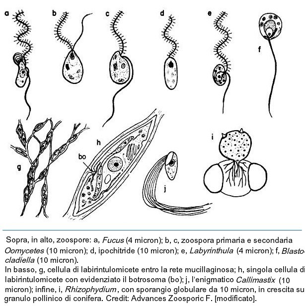 Zoospore stramenopili